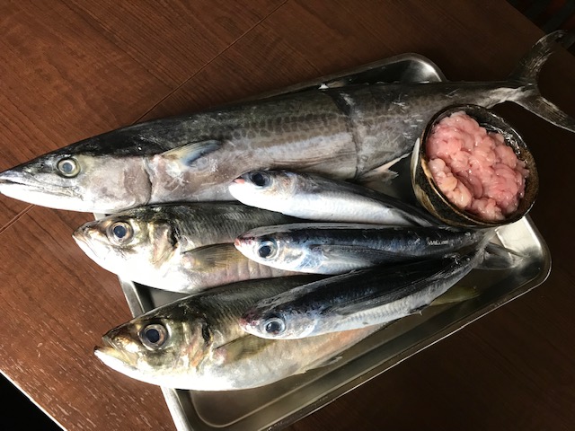 本日 本鰆 真あじ とびうお 生たら白子他入荷